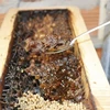 Một tổ ong dú đầy ắp mật. (Ảnh: Nguyễn Thành/TTXVN)