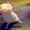 Axolotl, hay còn có tên khác là kỳ giông Mexico hay khủng long 6 sừng. (Nguồn: lithub.com)