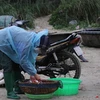 Tiểu thương hòa chất lỏng màu đỏ vào ruốc tại bãi biển Thọ Quang (quận Sơn Trà, thành phố Đà Nẵng). (Ảnh: Văn Dũng/TTXVN)