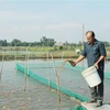 Ông Nguyễn Tấn Phong, chủ trại cá Tấn Phong, huyện Bình Chánh cho cá cảnh ăn. (Ảnh: Xuân Anh/TTXVN)