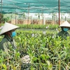 Nhân viên chăm sóc hoa tại vườn lan Ngọc Đan Vy, huyện Bình Chánh. (Ảnh: Xuân Anh/TTXVN)