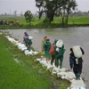 Người dân xã Hải quế, huyện Hải Lăng dầm mưa đắp đê để bảo vệ diện tích lúa đang kì trổ bông. (Ảnh: Thanh Thủy/TTXVN)