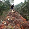 Công nhân thu hoạch dầu cọ tại Pelalawan, tỉnh Riau, Indonesia. (Ảnh: AFP/TTXVN)