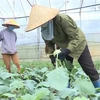 Nông dân huyện Mộc Châu, tỉnh Sơn La thu hoạch rau theo tiêu chuẩn VietGAP. (Ảnh: TTXVN phát)