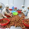 Dây chuyền chọn lọc từng quả vải đủ chất lượng thủ công tại Công ty CP XNK Thực phẩm Toàn Cầu, huyện Lục Ngạn (Bắc Giang). (Ảnh: Danh Lam/TTXVN)