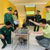 Cá thể Khỉ mốc được bàn giao cho lực lượng kiểm lâm Vườn quốc gia Vũ Quang. (Ảnh: TTXVN phát)