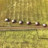 Công ty Cổ phần Tập đoàn Lộc Trời thu hoạch lúa trên cánh đồng liên kết phục vụ xuất khẩu ở huyện Thoái Sơn, tỉnh An Giang. (Ảnh: Công Mạo/TTXVN)