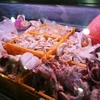 Thịt gà bày bán tại chợ Tiong Bahru, Singapore. (Nguồn: CNA)