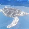 Cá thể rùa biển quý hiếm được bàn giao cho Trạm bảo tồn động vật hoang dã Dầu Tiếng, huyện Dầu Tiếng, tỉnh Bình Dương. (Ảnh: TTXVN phát)