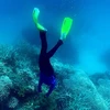 Rạn san hô Great Barrier ở ngoài khơi bang Queensland, Australia. (Ảnh: AFP/TTXVN)