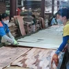 Đẩy mạnh sản xuất ván ép xuất khẩu tại Nhà máy lâm nghiệp xuất nhập khẩu công nghiệp Hà Giang. (Ảnh: Minh Tâm/TTXVN)