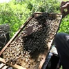 Nuôi ong sú vẹt tại Vườn quốc gia Xuân Thủy. (Ảnh: Công Luật/TTXVN)
