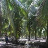 Vườn dừa hữu cơ ở xã Thới Thạnh, huyện Thạnh Phú, Bến Tre. (Ảnh Công Trí/TTXVN)