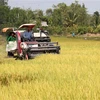 Thu hoạch lúa tại Kiên Giang. (Ảnh: Lê Huy Hải/TTXVN)