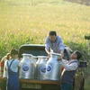 Với chương trình phát triển ngành sữa, FrieslandCampina đã chuyển giao công nghệ chuẩn Hà Lan cho 2.500 nông dân Việt, nâng cao chất lượng nguồn sữa tươi đầu vào