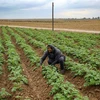 Nông dân Palestine làm việc trên cánh đồng ở phía Đông thành phố Khan Yunis, phía Nam Dải Gaza. (Ảnh: AFP/TTXVN)