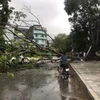 Một cây xanh bị quật ngã do ảnh hưởng của mưa dông ở thị trấn Yên Thế, huyện Lục Yên. (Ảnh: TTXVN phát)