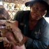 Lợn sau khi tiêm vaccine dịch tả lợn châu Phi tại Quảng Ngãi. (Ảnh: Lê Ngọc Phước/TTXVN)