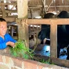 Anh Phan Quang Thái chỉ cao 1m2, nặng 35kg, bị nhiễm chất độc da cam từ cha nên mang trong mình căn bệnh đùn cột sống, khớp xương. Học xong lớp 12, anh lập nghiệp bằng cách chăn nuôi gà, bò, trâu, mang lại thu nhập cho bản thân và gia đình. (Ảnh: TTXVN ph