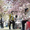 Người cao tuổi ngắm hoa anh đào nở rộ tại Osaka, Nhật Bản, ngày 12/4/2022. (Ảnh: AFP/ TTXVN)