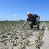 Một cánh đồng đậu tương khô héo do nắng nóng kéo dài tại Sozzago, Italy ngày 11/7/2022. (Ảnh: AFP/TTXVN)