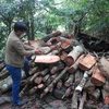 Ghi nhận cây rừng tại tiểu khu 165, xã Sơn Hội, huyện Sơn Hòa bị chặt phá, chất thành đống, chuẩn bị chuyển đi vào ngày 9/9/2022. (Ảnh: Tường Quân/TTXVN)