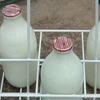 Sữa tươi từ trang trại của New Zealand. (Nguồn: abc.net.au)