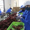Sơ chế sản phẩm nho đỏ ăn tươi tại Trang trại nho Ba Mọi (xã Phước Thuận, huyện Ninh Phước). (Ảnh: Nguyễn Thành/TTXVN)