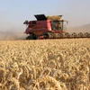 Bắc Kinh áp đặt các lệnh cấm nhập khẩu các mặt hàng của Canberra như lúa mạch, tôm hùm và rượu vang. (Ảnh minh họa. Nguồn: All About Fed)