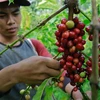 Nông dân thu hoạch hạt cà phê tại Tanggamus, tỉnh Lampung, Indonesia, ngày 7/8/2020. (Ảnh: AFP/ TTXVN)