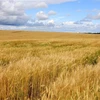 Một góc cánh đồng lúa mỳ của TH RUS gần làng Ivanovskoe, tỉnh Moskva. (Ảnh: Trần Hiếu/TTXVN)