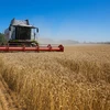 Thu hoạch ngũ cốc trên cánh đồng ở vùng Khmelnytsk)yi, Ukraine. (Ảnh: AFP/TTXVN)