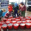 Ngư dân xã Thanh Hải (huyện Ninh Hải, tỉnh Ninh Thuận) trúng mùa cá cơm. (Ảnh: Nguyễn Thành/TTXVN)