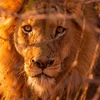 Sư tử tại Kenya. (Nguồn: Sky News)