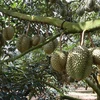Giống sầu riêng Dona Thái được trồng tại Đắk Lắk. (Ảnh: Anh Dũng/TTXVN)