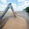 Nông dân thu hoạch lúa mỳ tại vùng Kharkiv, Ukraine. (Ảnh: AFP/TTXVN)