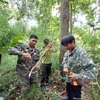 Tổ cộng đồng tuần tra bảo vệ rừng phối hợp với lực lượng kiểm lâm kiểm tra, tháo gỡ bẫy động vật tại Vườn quốc gia Chư Yang Sin. (Ảnh: TTXVN phát)
