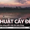 Kỹ thuật cấy đêm để chống nóng của nông dân Việt Nam lên báo Pháp