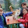 Trẻ em chơi cùng một chú mèo tại "Thị trấn mèo" ở tỉnh Kayseri, Thổ Nhĩ Kỳ ngày 21/7/2023. (Ảnh: THX/TTXVN)