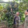 Hợp tác xã Nông nghiệp Buôn Hồ, tỉnh Đắk Lắk đánh giá vườn cây và đánh giá tỷ lệ trái đủ tuổi để quyết định thời điểm thu hoạch. (Ảnh: Hoài Thu/TTXVN)