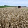 Nông dân thu hoạch lúa mì trên cánh đồng gần Kivshovata, vùng Kiev, Ukraine ngày 18/7/2023. (Ảnh: AFP/TTXVN)