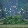 Hàng nghìn, hàng vạn con cò bay lượn trên Đầm Vân Long, Ninh Bình. (Ảnh: Minh Đức/TTXVN)