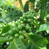 Càphê xứ lạnh Arabica tại Kon Tum được đánh giá cao về chất lượng, mang lại giá trị kinh tế cho người trồng. (Ảnh: Dư Toán/TTXVN)