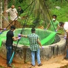 Lực lượng chức năng bắt những con dơi được cho là nguyên nhân làm lây lan virus chết người Nipah ở Kozikode, bang Kerala, Ấn Độ. (Ảnh: AFP/TTXVN)