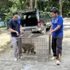 Trạm Cứu hộ Động vật Hoang dã Hòn Me tiếp nhận 4 cá thể động vật rừng. (Ảnh: TTXVN phát)
