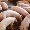 Liên cầu lợn là vi khuẩn cư trú ở đường hô hấp trên (mũi, họng), đường sinh dục, tiêu hóa của lợn. (Ảnh: Vũ Sinh/TTXVN)