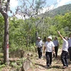 Lãnh đạo UBND tỉnh Ninh Thuận và các đơn vị liên quan kiểm tra cây rừng tự nhiên bị đầu độc tại tiểu khu 70, xã Phước Đại, huyện Bác Ái. (Ảnh: Công Thử/TTXVN)