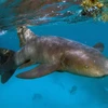 Cá mập sống tại rạn san hô ở Khu bảo tồn biển Hol Chan, Ambergris Cay, Belize, Mỹ, ngày 7/6/2018. (Ảnh: AFP/TTXVN)