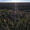 Một cánh rừng ở Lapland, Phần Lan. (Ảnh: AFP/TTXVN)