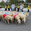 Ninh Thuận: Cừu diễu hành đón Năm Mới